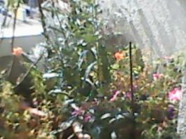 herbherbPLUZZ_P5290019A