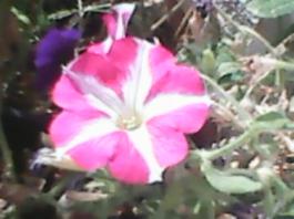 herbherbPLUZZ_P5290020A