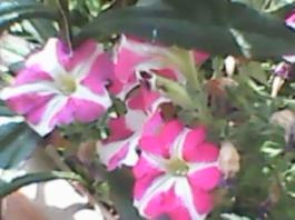 herbherbPLUZZ_P5290022A