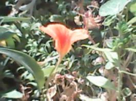 herbherbPLUZZ_P5290023A