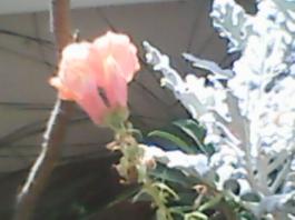 herbherbPLUZZ_P5290024A