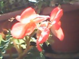 herbherbPLUZZ_P5290026A