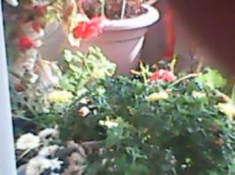 herbherbPLUZZ_P5290027A