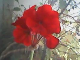 herbherbPLUZZ_P5290028A