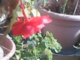 herbherbPLUZZ_P5290029A