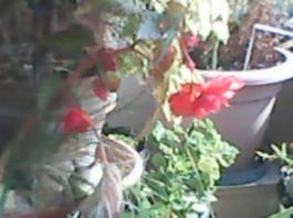 herbherbPLUZZ_P5290030A