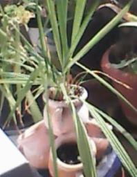 herbherbPLUZZ_P5290032A