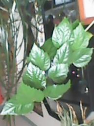 herbherbPLUZZ_P5290035A