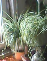 herbherbPLUZZ_P5290036A