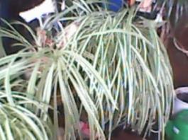 herbherbPLUZZ_P5290037A
