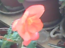 herbherbPLUZZ_P5290139A