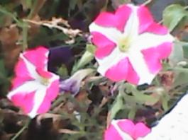 herbherbPLUZZ_P5290142A