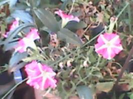 herbherbPLUZZ_P5290144A