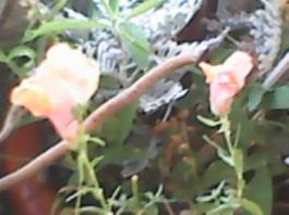 herbherbPLUZZ_P5290145A