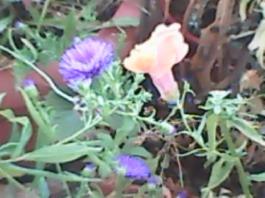 herbherbPLUZZ_P5290146A