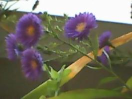 herbherbPLUZZ_P5290147A