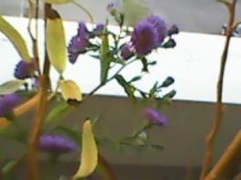herbherbPLUZZ_P5290148A