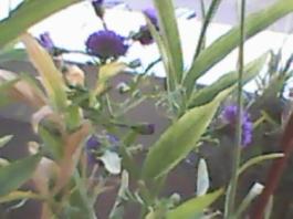 herbherbPLUZZ_P5290150A