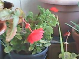 herbherbPLUZZ_P5290151A
