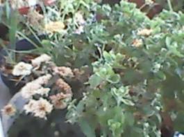 herbherbPLUZZ_P5290156A