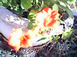 herbherbPLUZZ_P5290193A