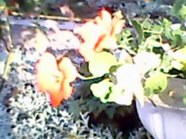 herbherbPLUZZ_P5290194A
