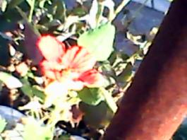 herbherbPLUZZ_P5290195A