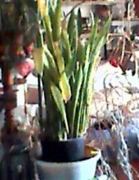 herbherbPLUZZ_P5290205A