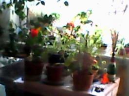 herbherbPLUZZ_P5290206A
