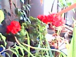 herbherbPLUZZ_P5290210A