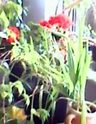 herbherbPLUZZ_P5290211A
