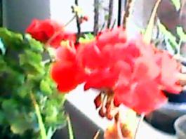 herbherbPLUZZ_P5290212A