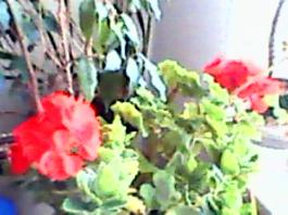 herbherbPLUZZ_P5290213A