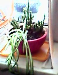 herbherbPLUZZ_P5290215A