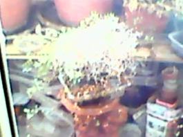 herbherbPLUZZ_P5290216A
