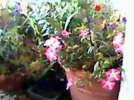 herbherbPLUZZ_P5290217A