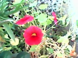 herbherbPLUZZ_P5290221A