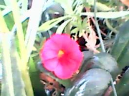 herbherbPLUZZ_P5290222A