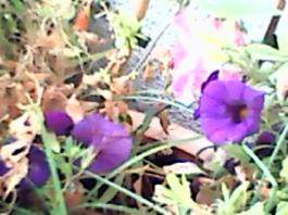 herbherbPLUZZ_P5290223A
