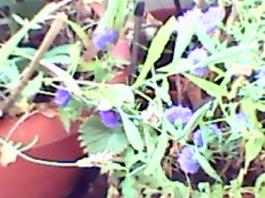herbherbPLUZZ_P5290225A