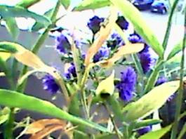 herbherbPLUZZ_P5290227A