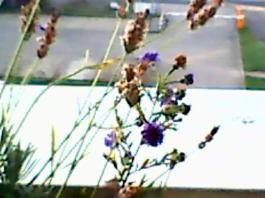 herbherbPLUZZ_P5290228A