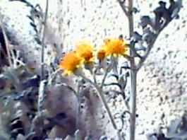 herbherbPLUZZ_P5290229A