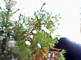 herbherbPLUZZ_P5290235A
