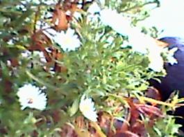 herbherbPLUZZ_P5290236A