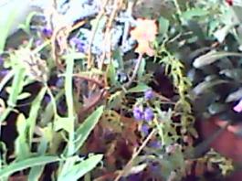 herbherbPLUZZ_P5290240A