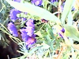 herbherbPLUZZ_P5290241A