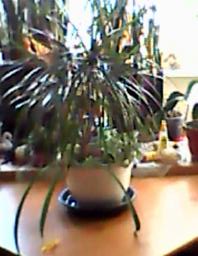 herbherbPLUZZ_P5290244A