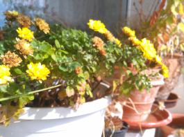 This photo is taken by AllWinner's v3-sdv