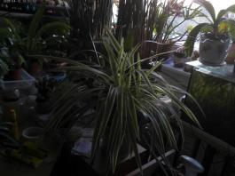 This photo is taken by AllWinner's v3-sdv